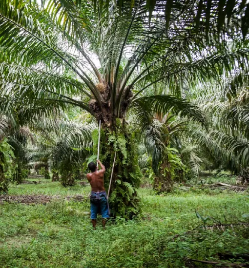 Oil Palm growing